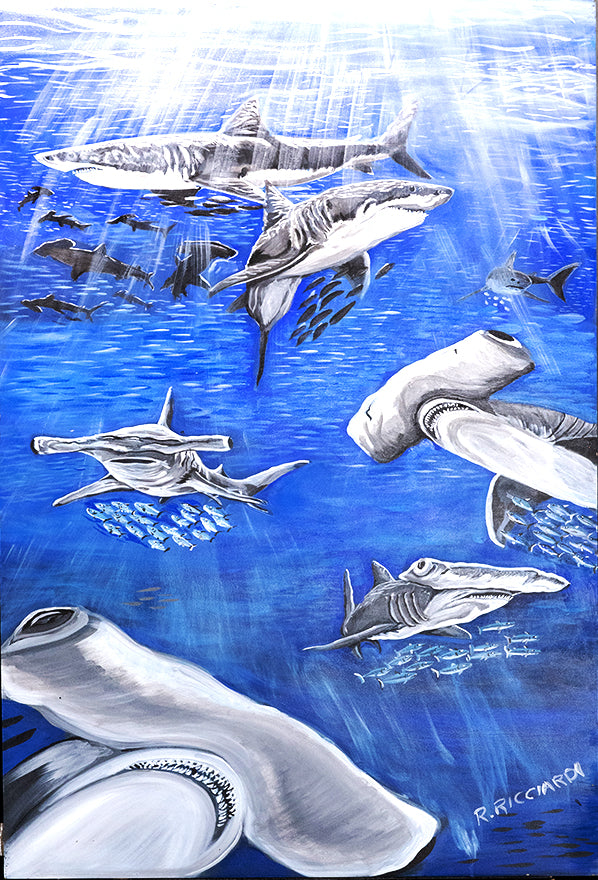 Appât à requins